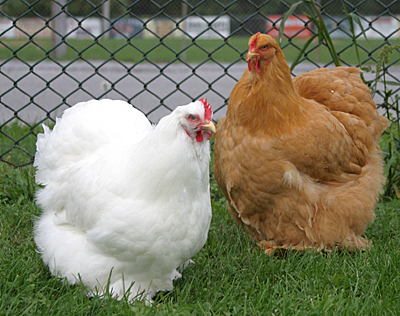 Two cochin hens showing the round shape they are famous for.  They belong to Tom Roebuck.